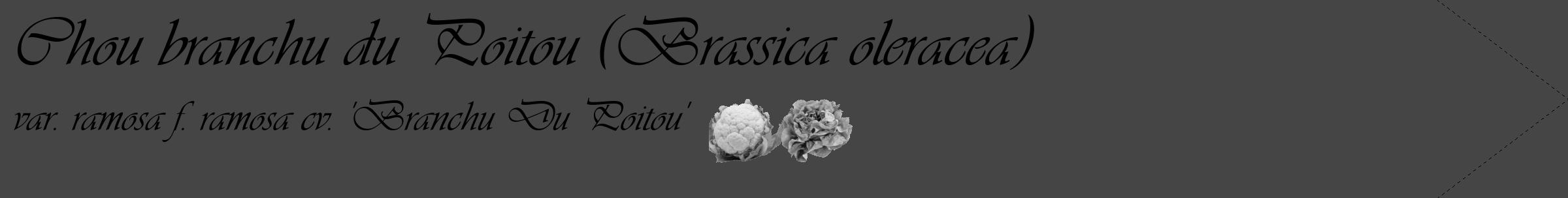 Étiquette de : Brassica oleracea var. ramosa f. ramosa cv. 'Branchu Du Poitou' - format c - style noire58_simple_simpleviv avec comestibilité simplifiée