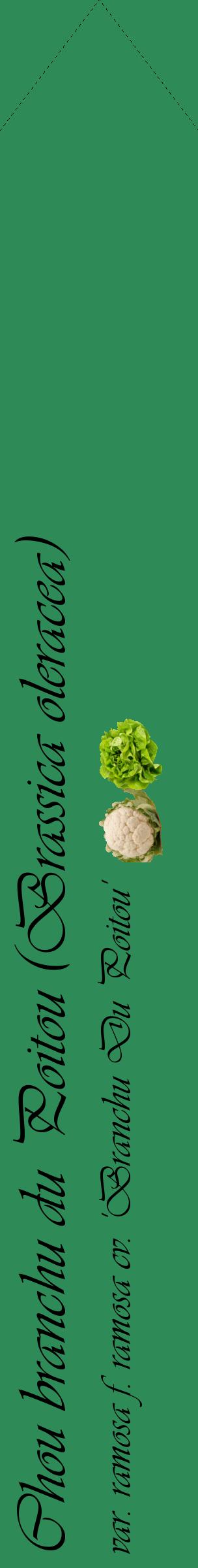 Étiquette de : Brassica oleracea var. ramosa f. ramosa cv. 'Branchu Du Poitou' - format c - style noire11_simpleviv avec comestibilité simplifiée