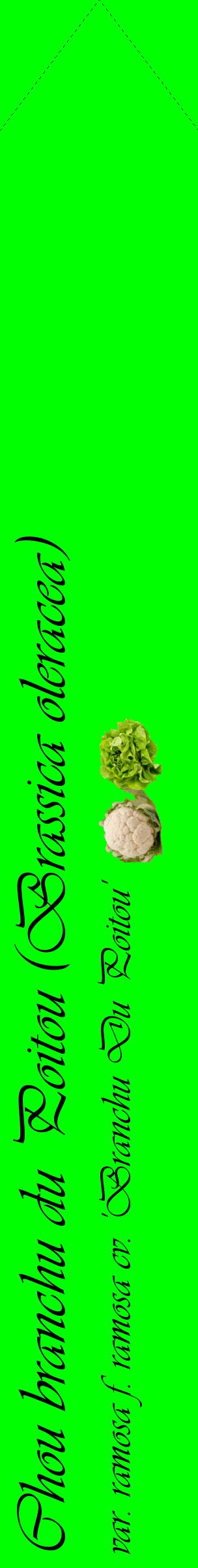 Étiquette de : Brassica oleracea var. ramosa f. ramosa cv. 'Branchu Du Poitou' - format c - style noire16_simpleviv avec comestibilité simplifiée