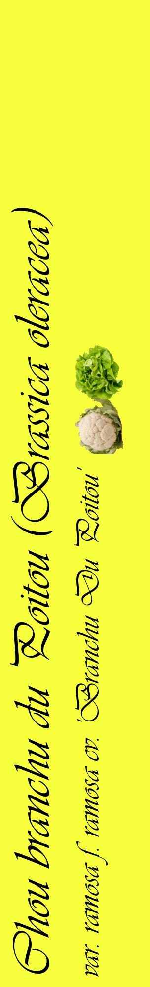 Étiquette de : Brassica oleracea var. ramosa f. ramosa cv. 'Branchu Du Poitou' - format c - style noire18_basiqueviv avec comestibilité simplifiée