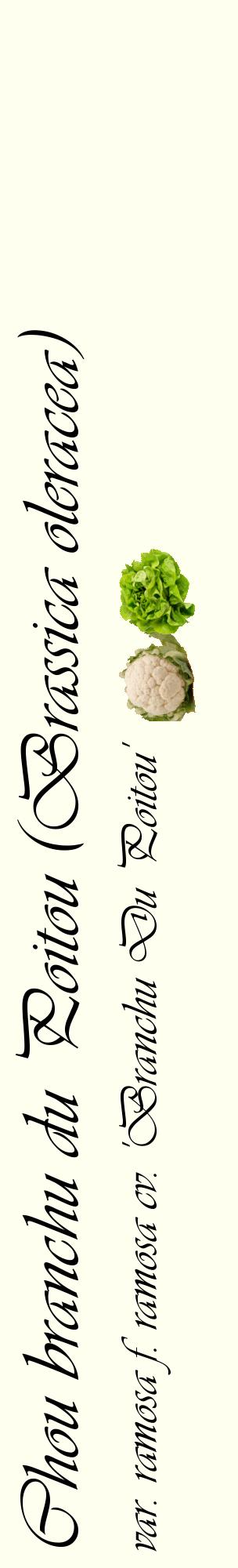 Étiquette de : Brassica oleracea var. ramosa f. ramosa cv. 'Branchu Du Poitou' - format c - style noire19_basiqueviv avec comestibilité simplifiée