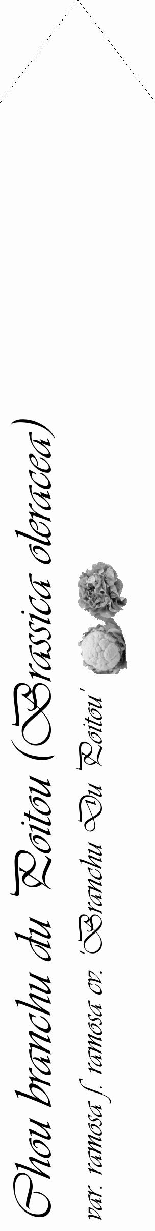 Étiquette de : Brassica oleracea var. ramosa f. ramosa cv. 'Branchu Du Poitou' - format c - style noire19_simple_simpleviv avec comestibilité simplifiée - position verticale