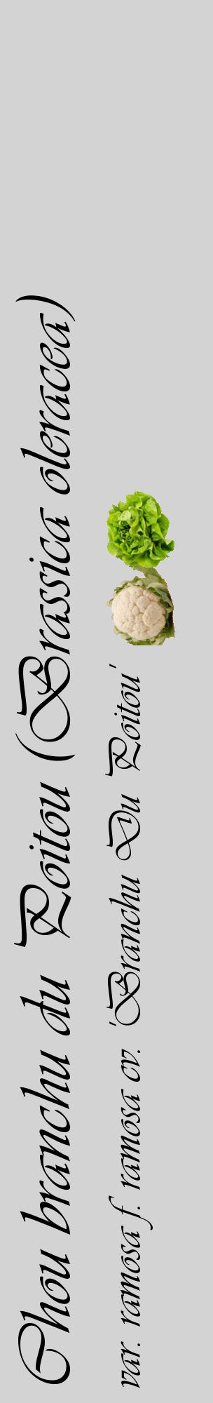 Étiquette de : Brassica oleracea var. ramosa f. ramosa cv. 'Branchu Du Poitou' - format c - style noire56_basiqueviv avec comestibilité simplifiée