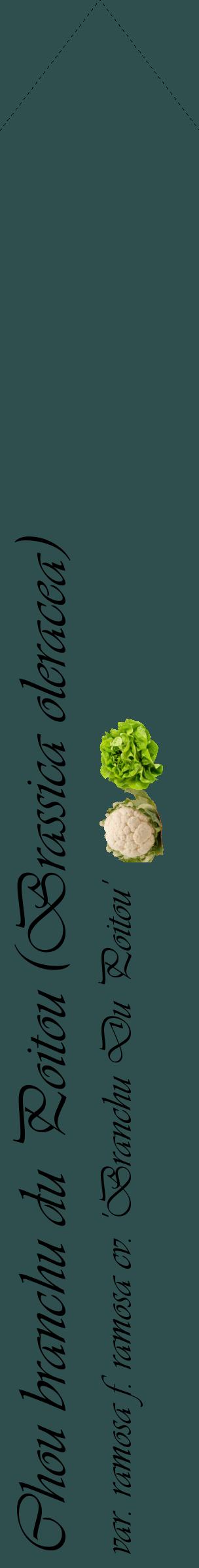 Étiquette de : Brassica oleracea var. ramosa f. ramosa cv. 'Branchu Du Poitou' - format c - style noire58_simpleviv avec comestibilité simplifiée
