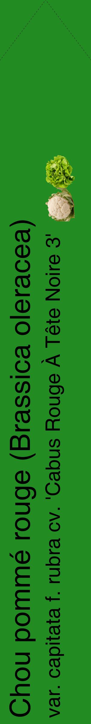 Étiquette de : Brassica oleracea var. capitata f. rubra cv. 'Cabus Rouge À Tête Noire 3' - format c - style noire10_simplehel avec comestibilité simplifiée