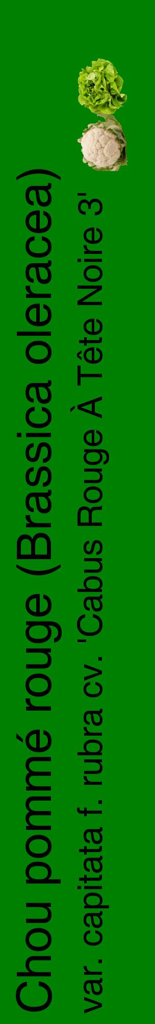 Étiquette de : Brassica oleracea var. capitata f. rubra cv. 'Cabus Rouge À Tête Noire 3' - format c - style noire9_basiquehel avec comestibilité simplifiée