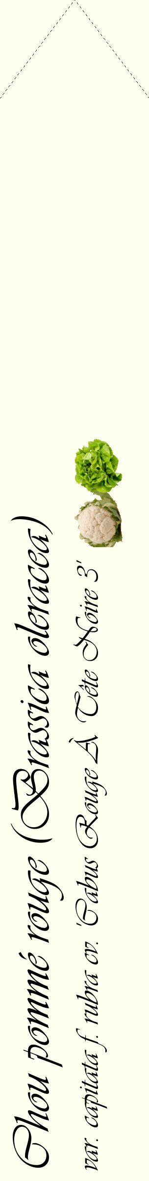 Étiquette de : Brassica oleracea var. capitata f. rubra cv. 'Cabus Rouge À Tête Noire 3' - format c - style noire19_simpleviv avec comestibilité simplifiée