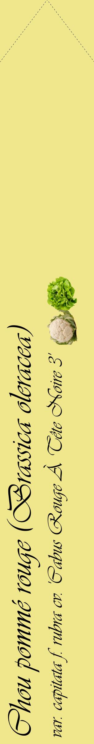 Étiquette de : Brassica oleracea var. capitata f. rubra cv. 'Cabus Rouge À Tête Noire 3' - format c - style noire20_simpleviv avec comestibilité simplifiée