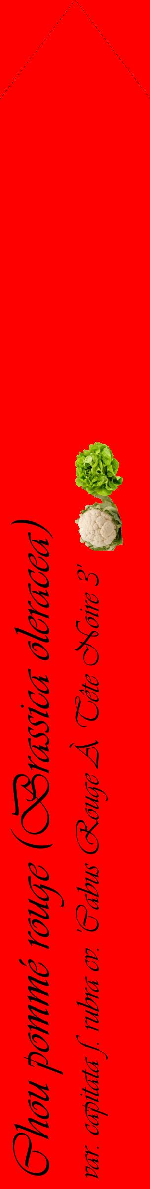 Étiquette de : Brassica oleracea var. capitata f. rubra cv. 'Cabus Rouge À Tête Noire 3' - format c - style noire27_simpleviv avec comestibilité simplifiée