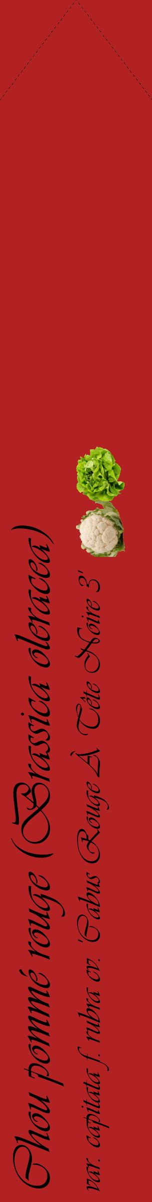 Étiquette de : Brassica oleracea var. capitata f. rubra cv. 'Cabus Rouge À Tête Noire 3' - format c - style noire28_simpleviv avec comestibilité simplifiée