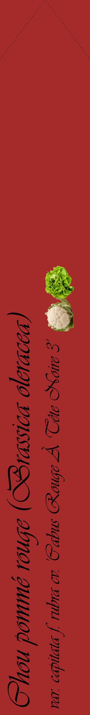 Étiquette de : Brassica oleracea var. capitata f. rubra cv. 'Cabus Rouge À Tête Noire 3' - format c - style noire33_simpleviv avec comestibilité simplifiée