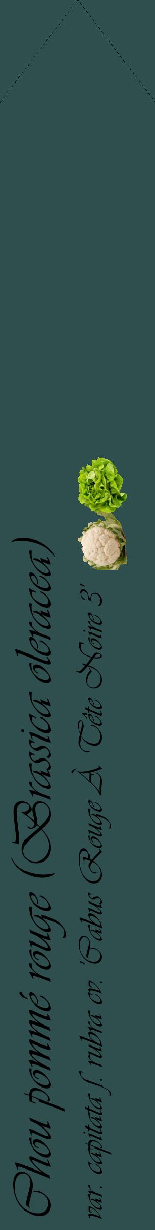 Étiquette de : Brassica oleracea var. capitata f. rubra cv. 'Cabus Rouge À Tête Noire 3' - format c - style noire58_simpleviv avec comestibilité simplifiée