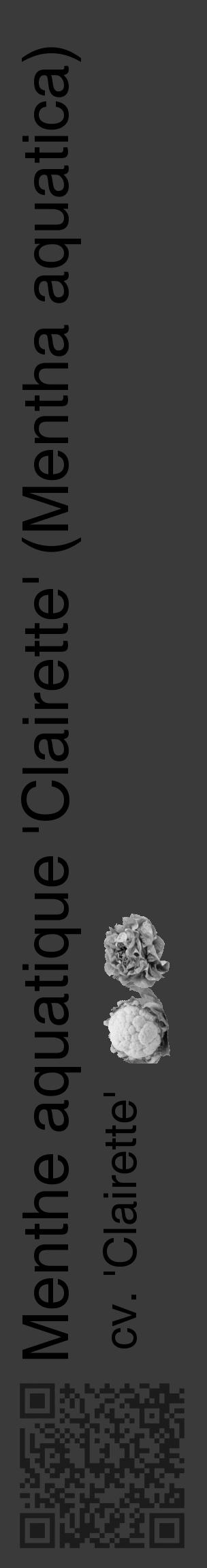 Étiquette de : Mentha aquatica cv. 'Clairette' - format c - style noire8_basique_basiquehel avec qrcode et comestibilité simplifiée - position verticale