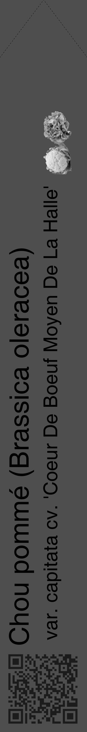Étiquette de : Brassica oleracea var. capitata cv. 'Coeur De Boeuf Moyen De La Halle' - format c - style noire33simple_simple_simplehel avec qrcode et comestibilité simplifiée - position verticale
