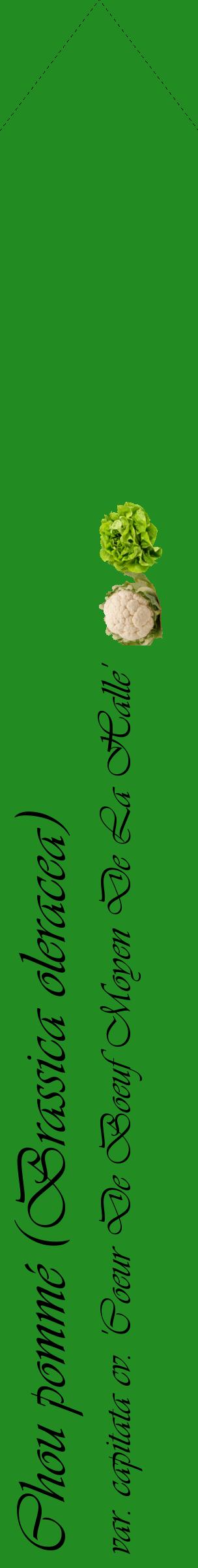 Étiquette de : Brassica oleracea var. capitata cv. 'Coeur De Boeuf Moyen De La Halle' - format c - style noire10_simpleviv avec comestibilité simplifiée