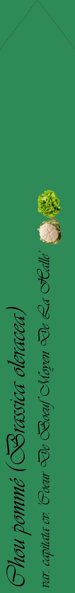 Étiquette de : Brassica oleracea var. capitata cv. 'Coeur De Boeuf Moyen De La Halle' - format c - style noire11_simpleviv avec comestibilité simplifiée