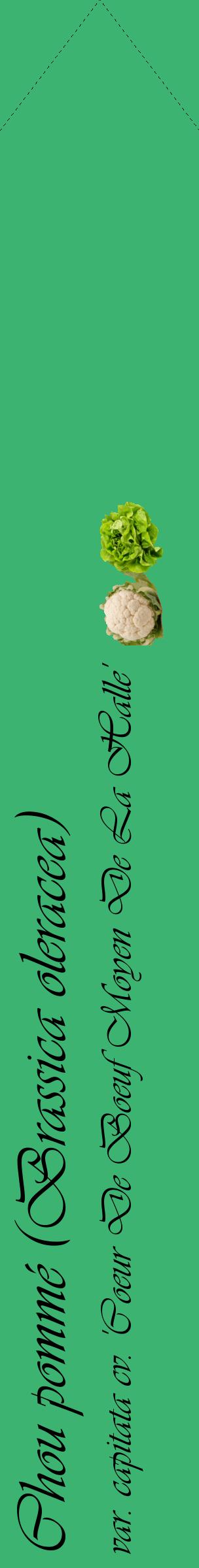 Étiquette de : Brassica oleracea var. capitata cv. 'Coeur De Boeuf Moyen De La Halle' - format c - style noire12_simpleviv avec comestibilité simplifiée