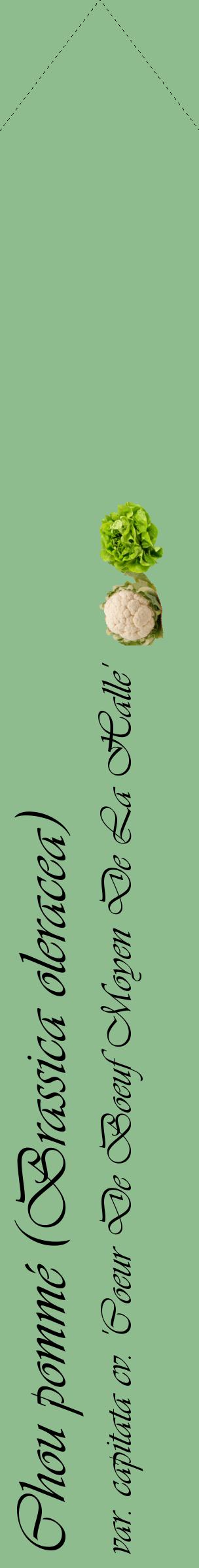 Étiquette de : Brassica oleracea var. capitata cv. 'Coeur De Boeuf Moyen De La Halle' - format c - style noire13_simpleviv avec comestibilité simplifiée