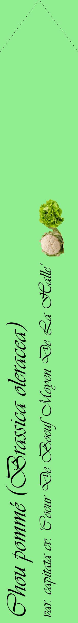 Étiquette de : Brassica oleracea var. capitata cv. 'Coeur De Boeuf Moyen De La Halle' - format c - style noire15_simpleviv avec comestibilité simplifiée