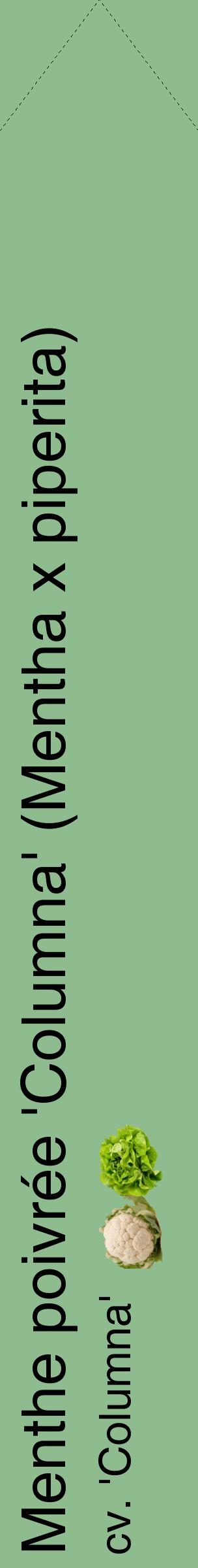Étiquette de : Mentha x piperita cv. 'Columna' - format c - style noire13_simplehel avec comestibilité simplifiée