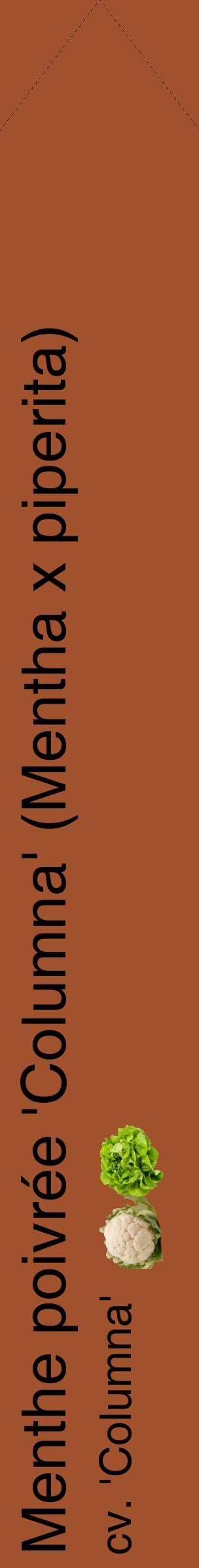 Étiquette de : Mentha x piperita cv. 'Columna' - format c - style noire32_simplehel avec comestibilité simplifiée