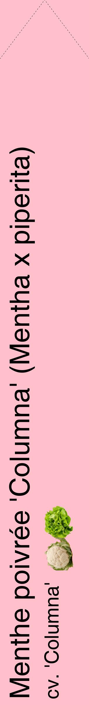 Étiquette de : Mentha x piperita cv. 'Columna' - format c - style noire40_simplehel avec comestibilité simplifiée