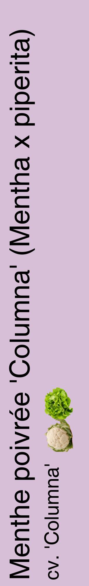 Étiquette de : Mentha x piperita cv. 'Columna' - format c - style noire54_basiquehel avec comestibilité simplifiée