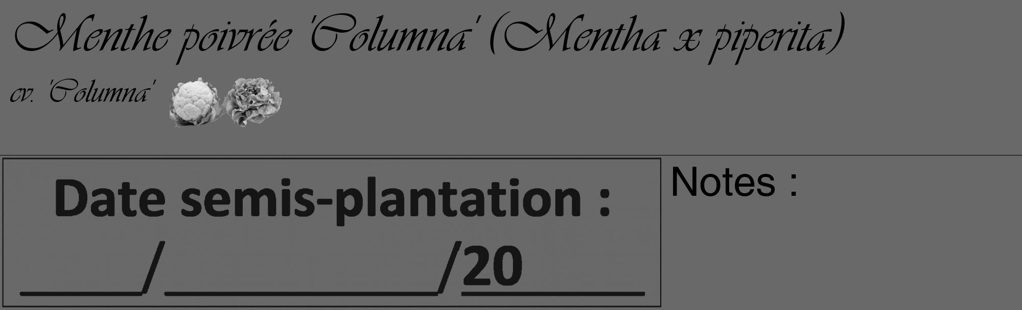 Étiquette de : Mentha x piperita cv. 'Columna' - format c - style noire11basique_basique_basiqueviv avec comestibilité simplifiée