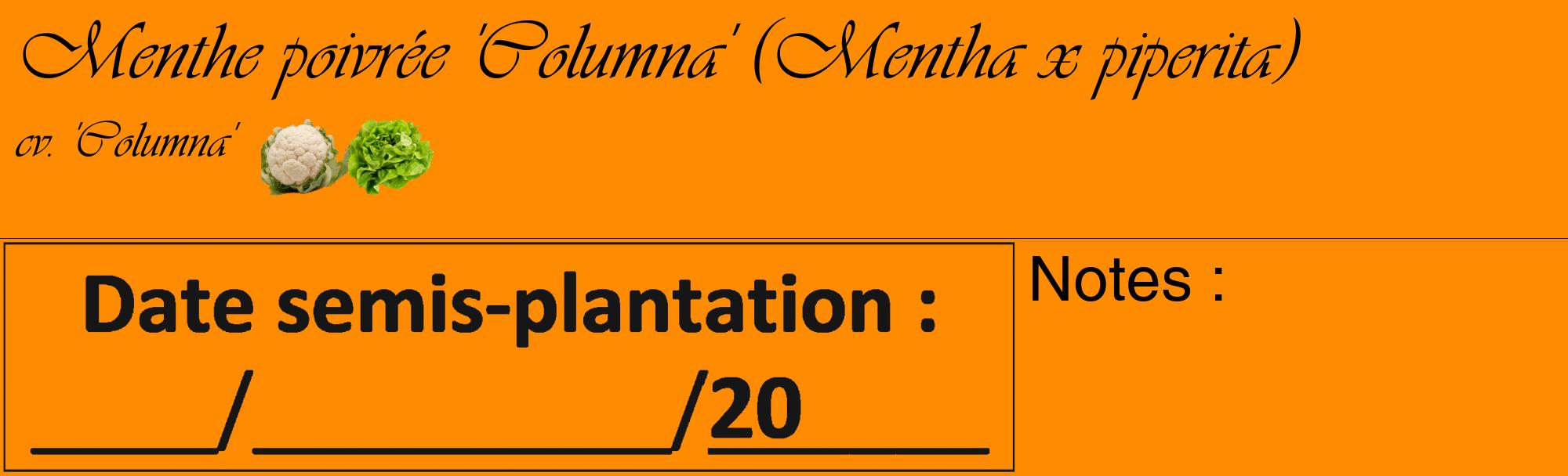 Étiquette de : Mentha x piperita cv. 'Columna' - format c - style noire23_basique_basiqueviv avec comestibilité simplifiée