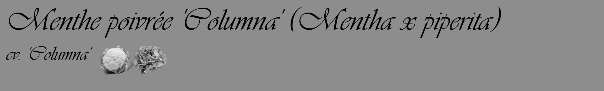 Étiquette de : Mentha x piperita cv. 'Columna' - format c - style noire2_basique_basiqueviv avec comestibilité simplifiée