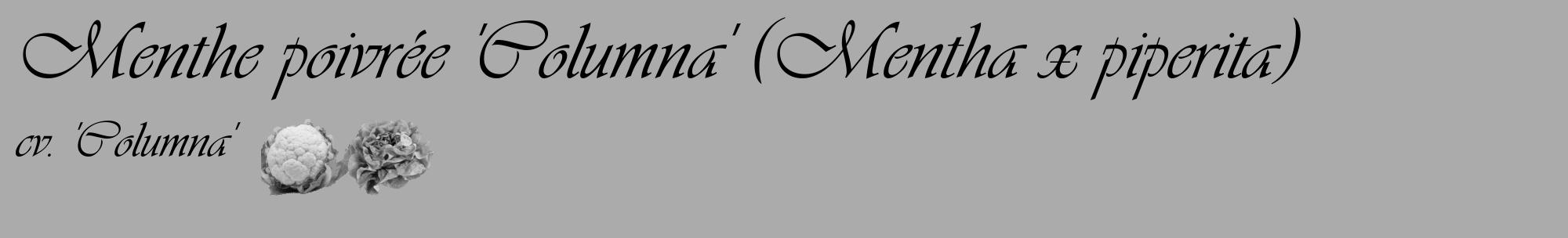 Étiquette de : Mentha x piperita cv. 'Columna' - format c - style noire37_basique_basiqueviv avec comestibilité simplifiée
