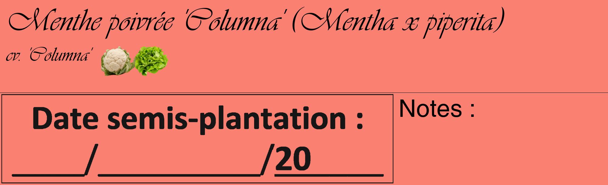 Étiquette de : Mentha x piperita cv. 'Columna' - format c - style noire38_basique_basiqueviv avec comestibilité simplifiée