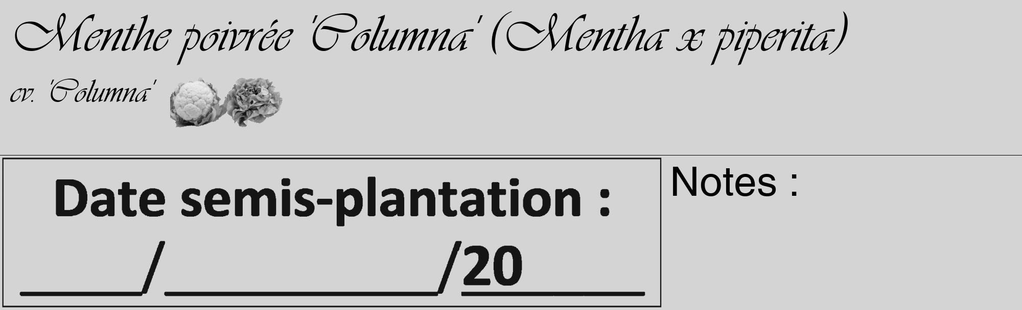 Étiquette de : Mentha x piperita cv. 'Columna' - format c - style noire40_basique_basiqueviv avec comestibilité simplifiée