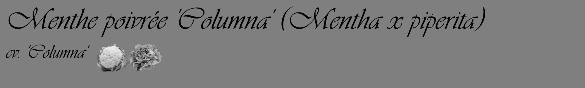 Étiquette de : Mentha x piperita cv. 'Columna' - format c - style noire57_basique_basiqueviv avec comestibilité simplifiée