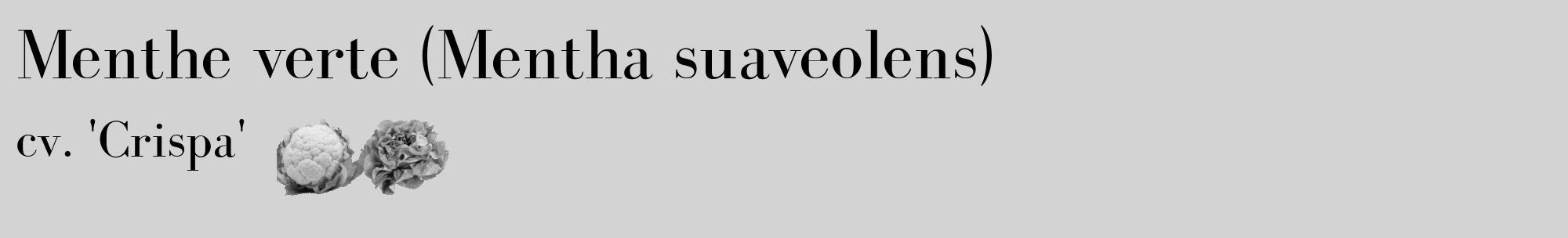 Étiquette de : Mentha suaveolens cv. 'Crispa' - format c - style noire56_basique_basiquebod avec comestibilité simplifiée