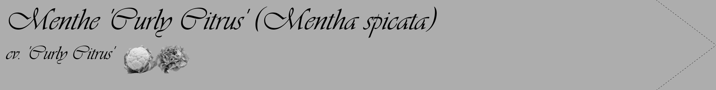 Étiquette de : Mentha spicata cv. 'Curly Citrus' - format c - style noire22_simple_simpleviv avec comestibilité simplifiée