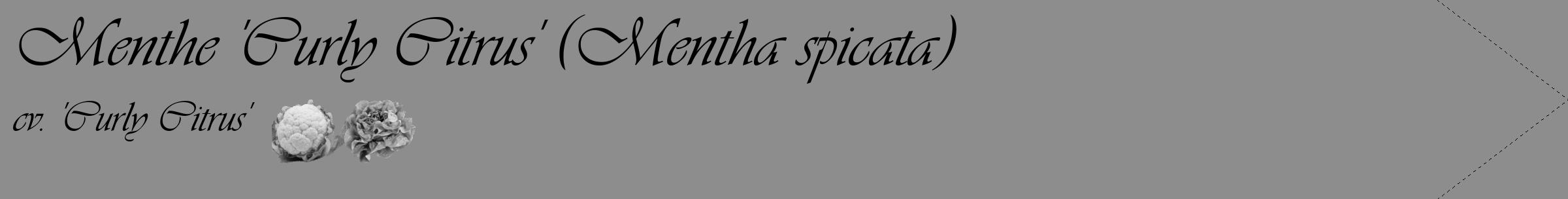 Étiquette de : Mentha spicata cv. 'Curly Citrus' - format c - style noire2_simple_simpleviv avec comestibilité simplifiée