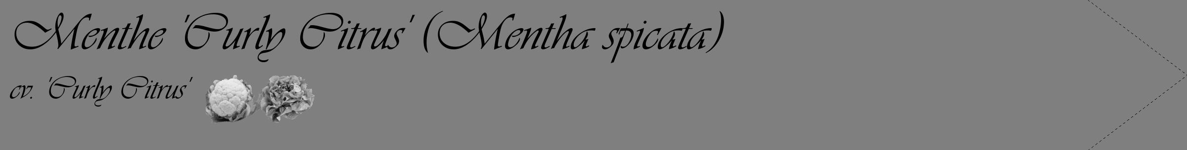 Étiquette de : Mentha spicata cv. 'Curly Citrus' - format c - style noire31_simple_simpleviv avec comestibilité simplifiée