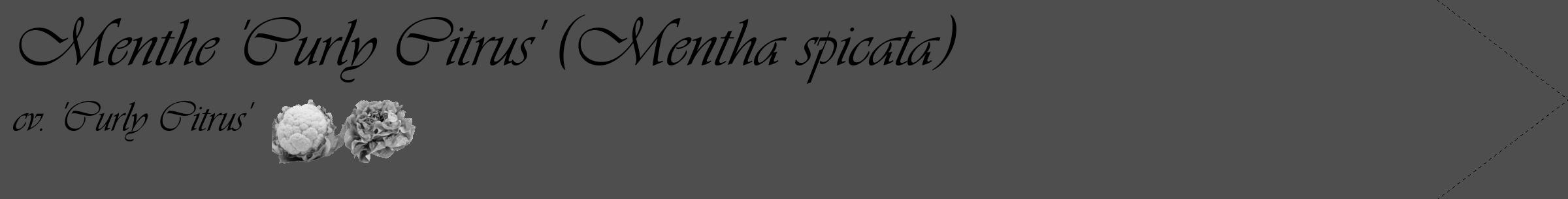Étiquette de : Mentha spicata cv. 'Curly Citrus' - format c - style noire33_simple_simpleviv avec comestibilité simplifiée