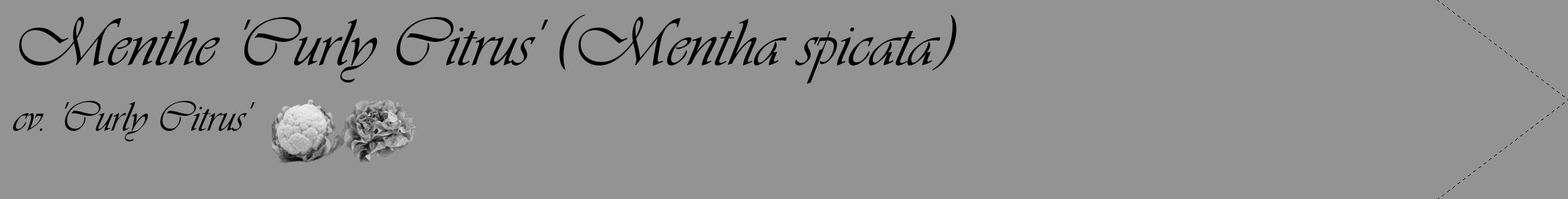 Étiquette de : Mentha spicata cv. 'Curly Citrus' - format c - style noire44_simple_simpleviv avec comestibilité simplifiée