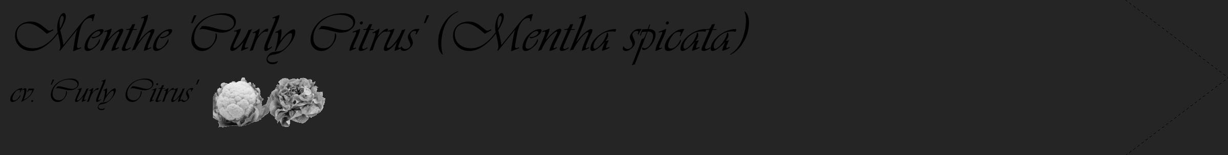 Étiquette de : Mentha spicata cv. 'Curly Citrus' - format c - style noire47_simple_simpleviv avec comestibilité simplifiée