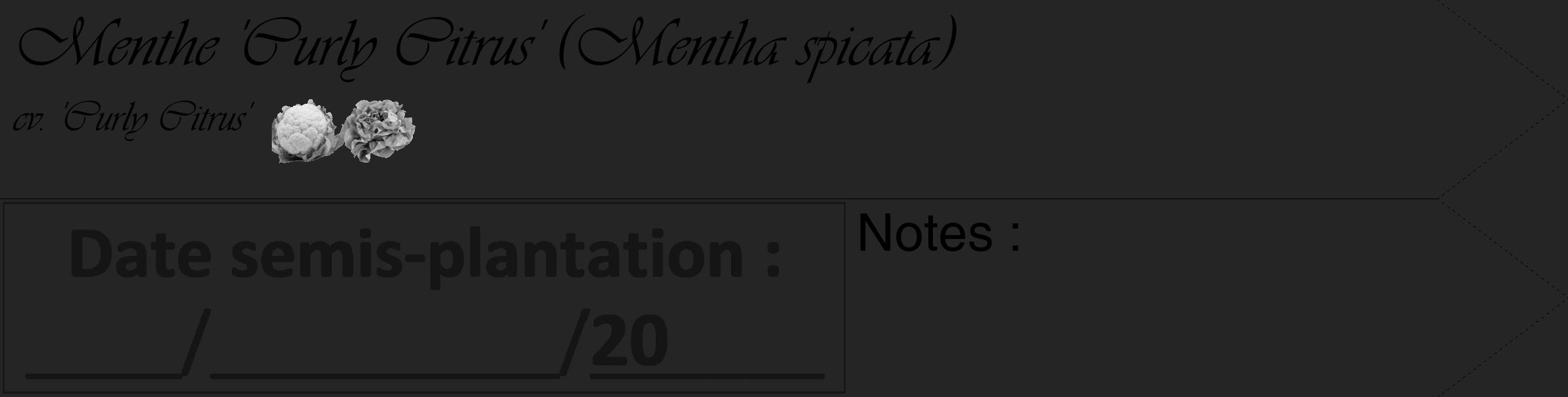 Étiquette de : Mentha spicata cv. 'Curly Citrus' - format c - style noire47_simple_simpleviv avec comestibilité simplifiée