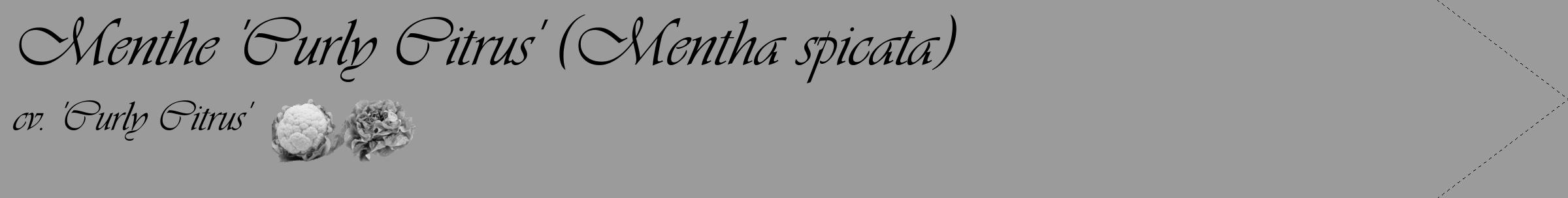 Étiquette de : Mentha spicata cv. 'Curly Citrus' - format c - style noire52_simple_simpleviv avec comestibilité simplifiée