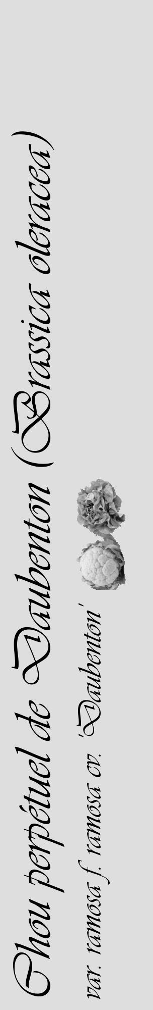 Étiquette de : Brassica oleracea var. ramosa f. ramosa cv. 'Daubenton' - format c - style noire20basique_basique_basiqueviv avec comestibilité simplifiée - position verticale