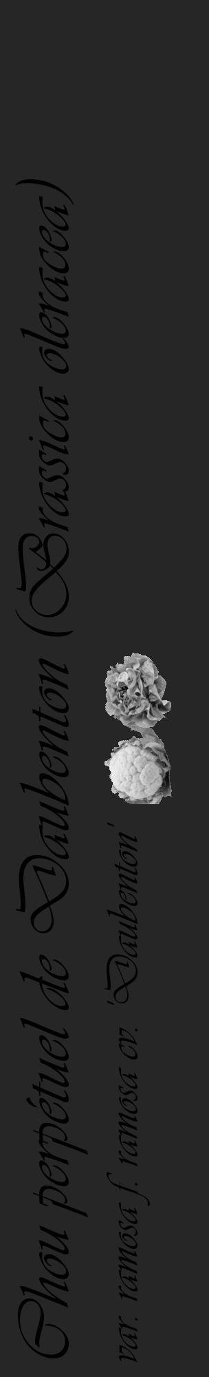 Étiquette de : Brassica oleracea var. ramosa f. ramosa cv. 'Daubenton' - format c - style noire29_basique_basiqueviv avec comestibilité simplifiée - position verticale