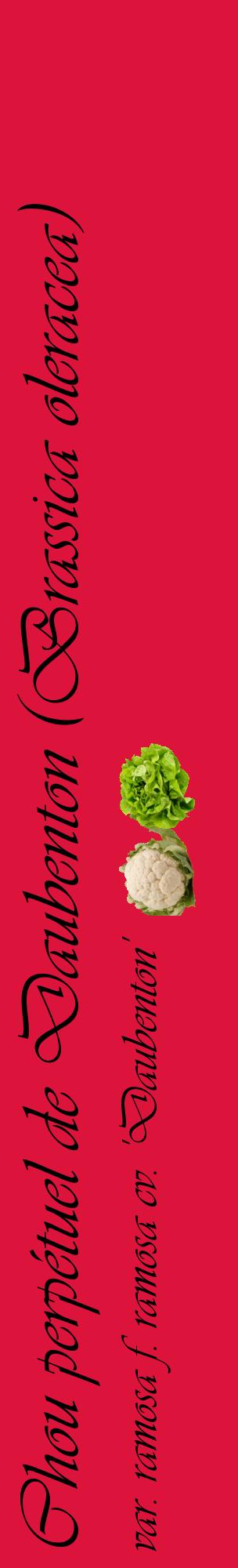 Étiquette de : Brassica oleracea var. ramosa f. ramosa cv. 'Daubenton' - format c - style noire36_basique_basiqueviv avec comestibilité simplifiée - position verticale