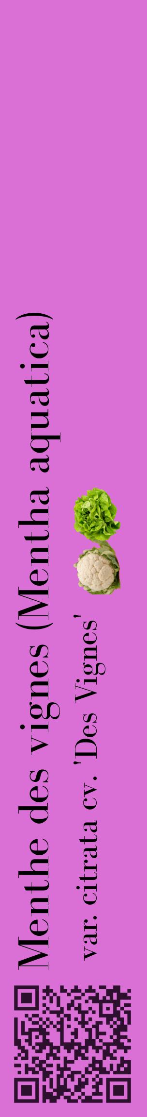 Étiquette de : Mentha aquatica var. citrata cv. 'Des Vignes' - format c - style noire52_basiquebod avec qrcode et comestibilité simplifiée