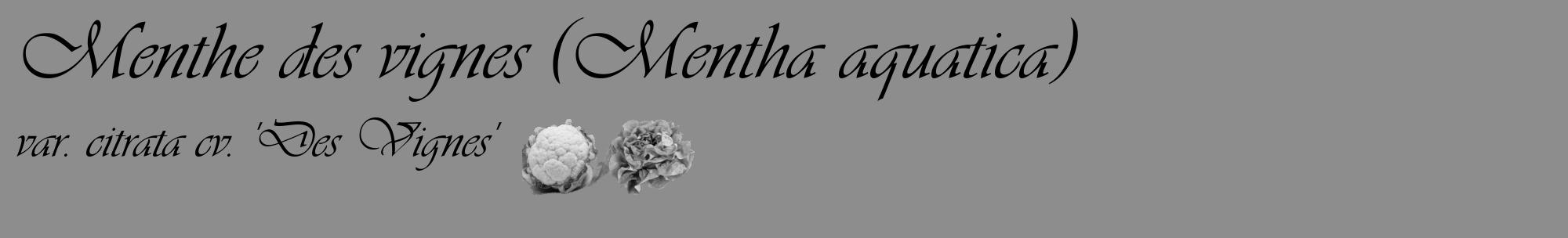 Étiquette de : Mentha aquatica var. citrata cv. 'Des Vignes' - format c - style noire2_basique_basiqueviv avec comestibilité simplifiée