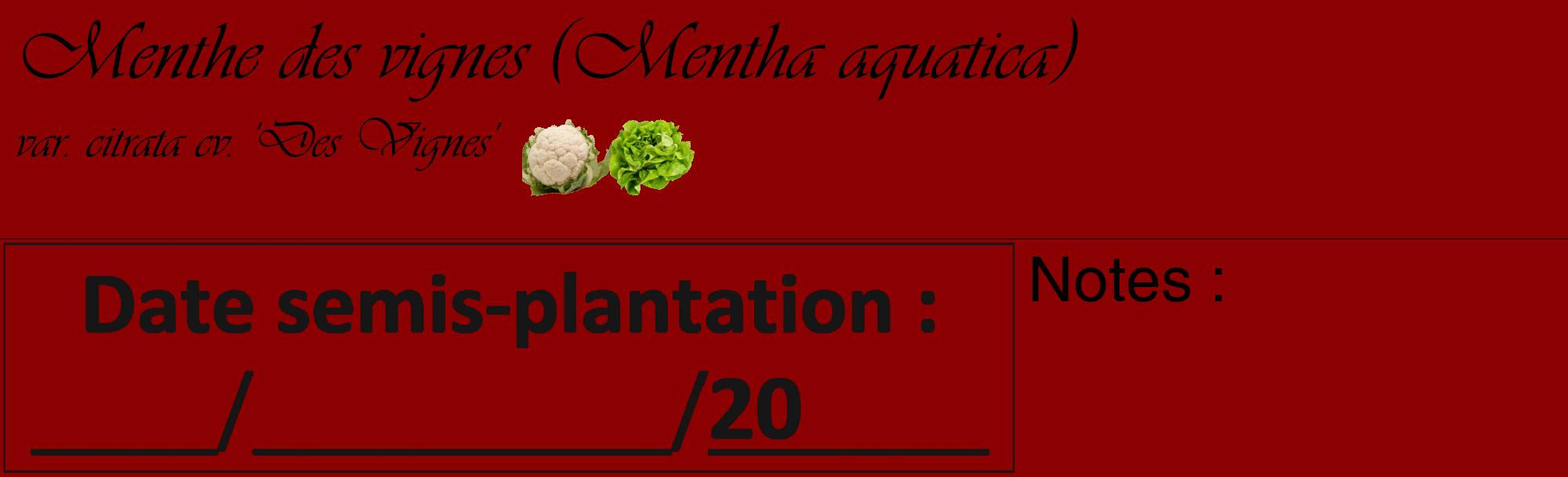 Étiquette de : Mentha aquatica var. citrata cv. 'Des Vignes' - format c - style noire34_basique_basiqueviv avec comestibilité simplifiée