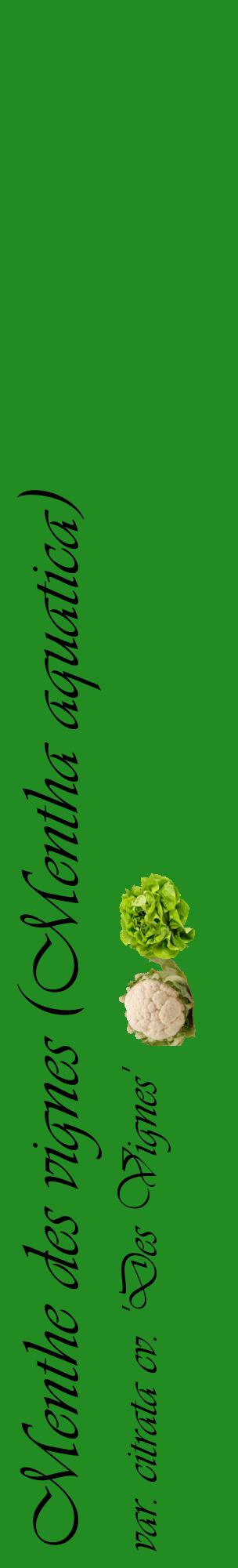 Étiquette de : Mentha aquatica var. citrata cv. 'Des Vignes' - format c - style noire10_basiqueviv avec comestibilité simplifiée